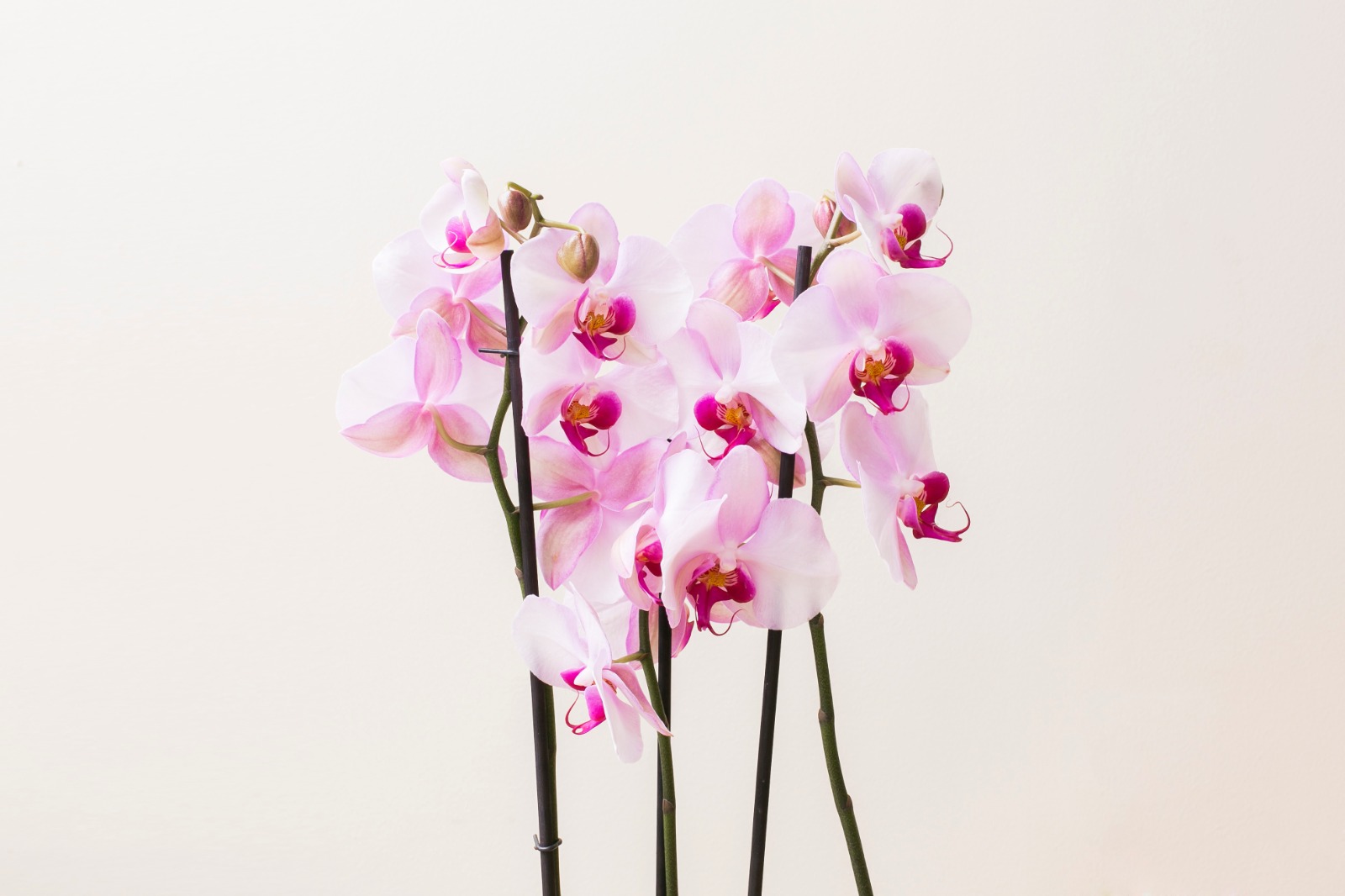 Orquídea Phalaenopsis rosa