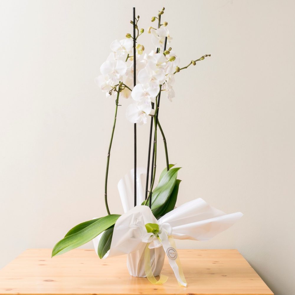Orquídea Phalaenopsis blanca