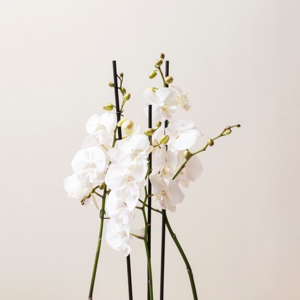 Orquídea Phalaenopsis blanca
