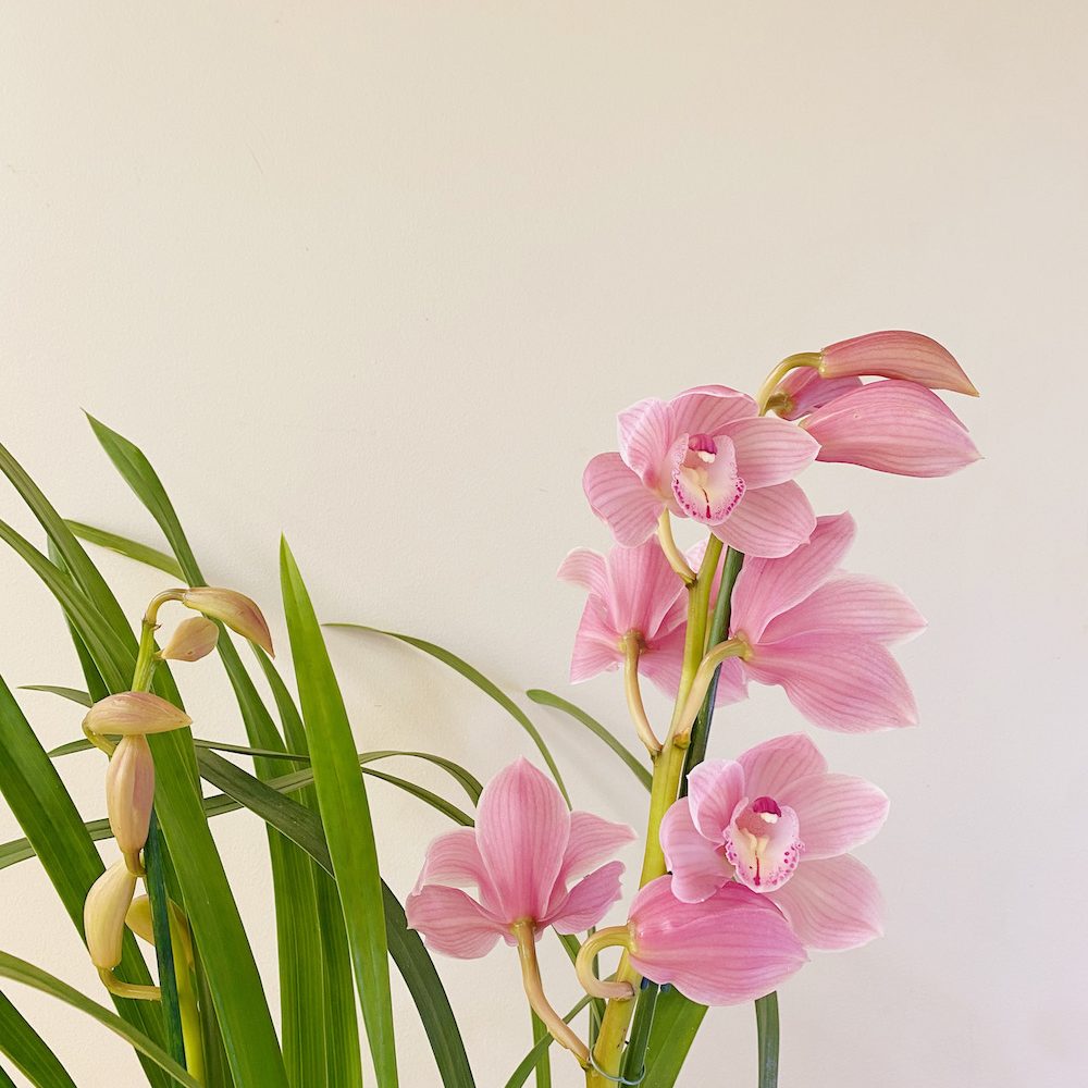 Orquídea Cymbidium Rosa