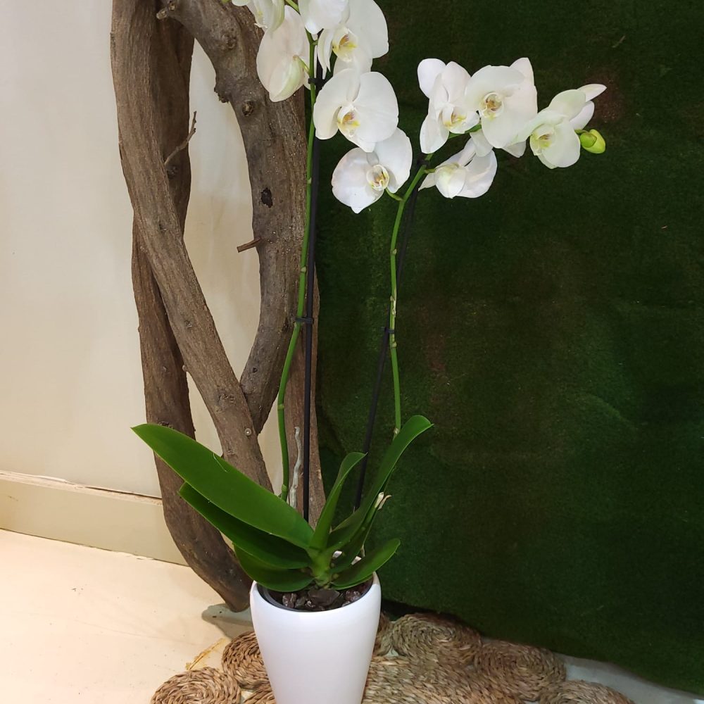 Orquidea Phalaenopsis Blanca con maceta