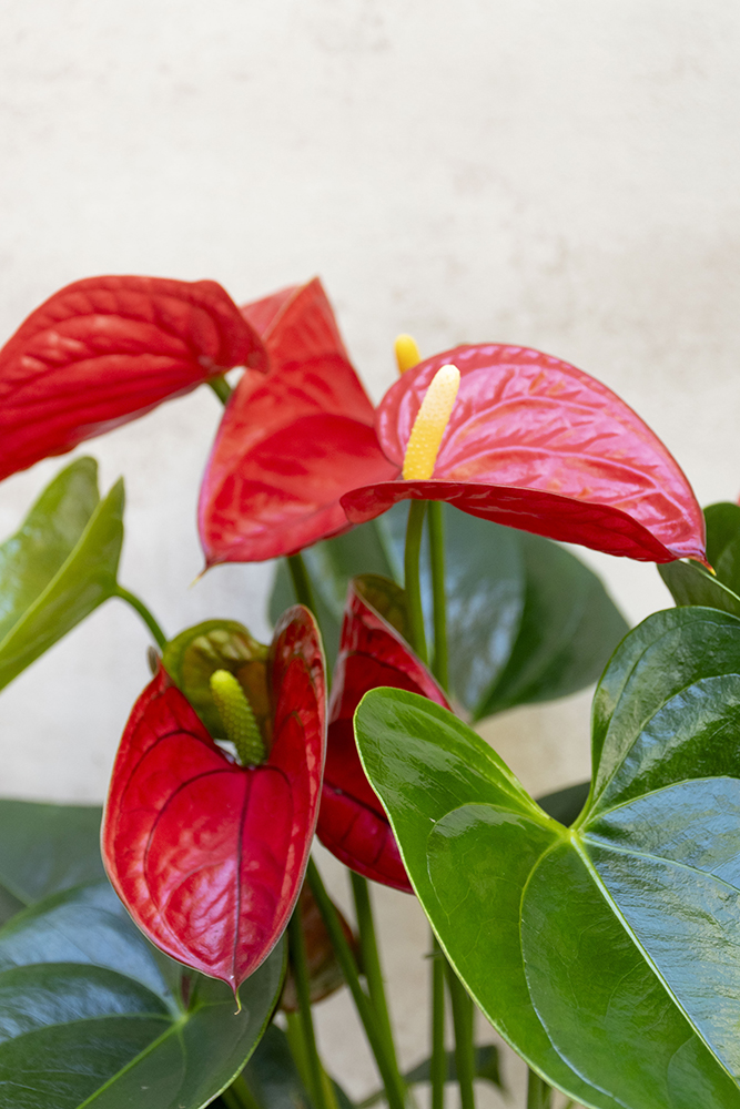 Anthurium Roja