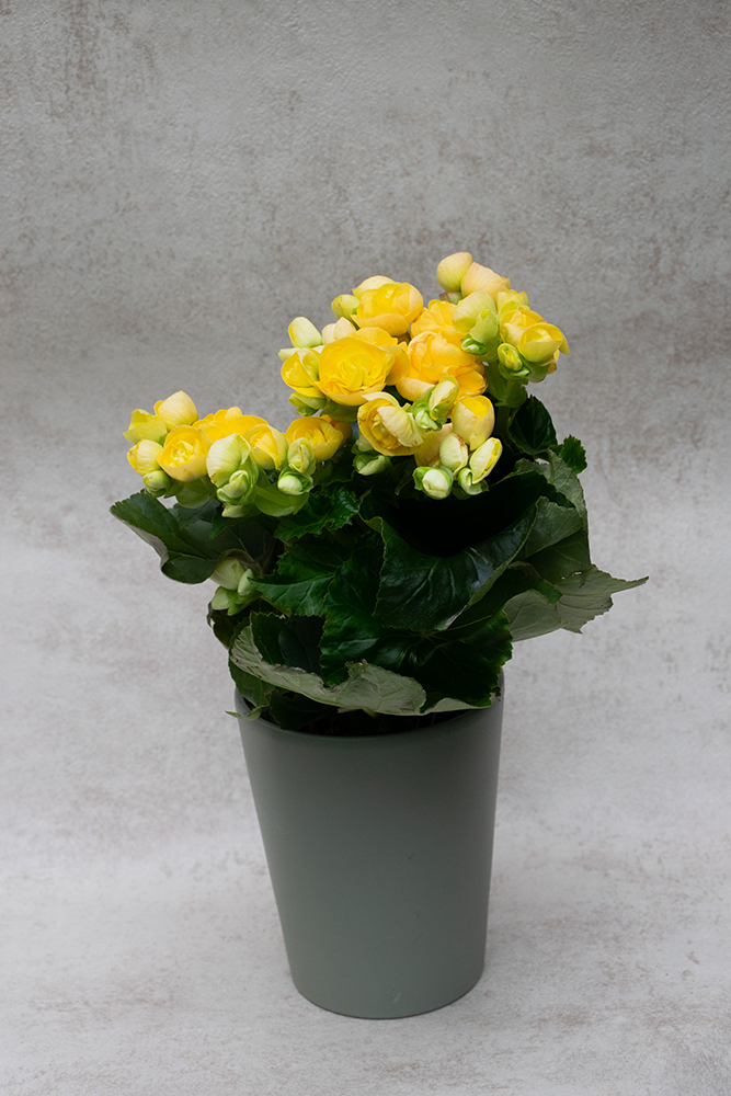 Begonia elatior amarilla 'Mystiq Yellow'