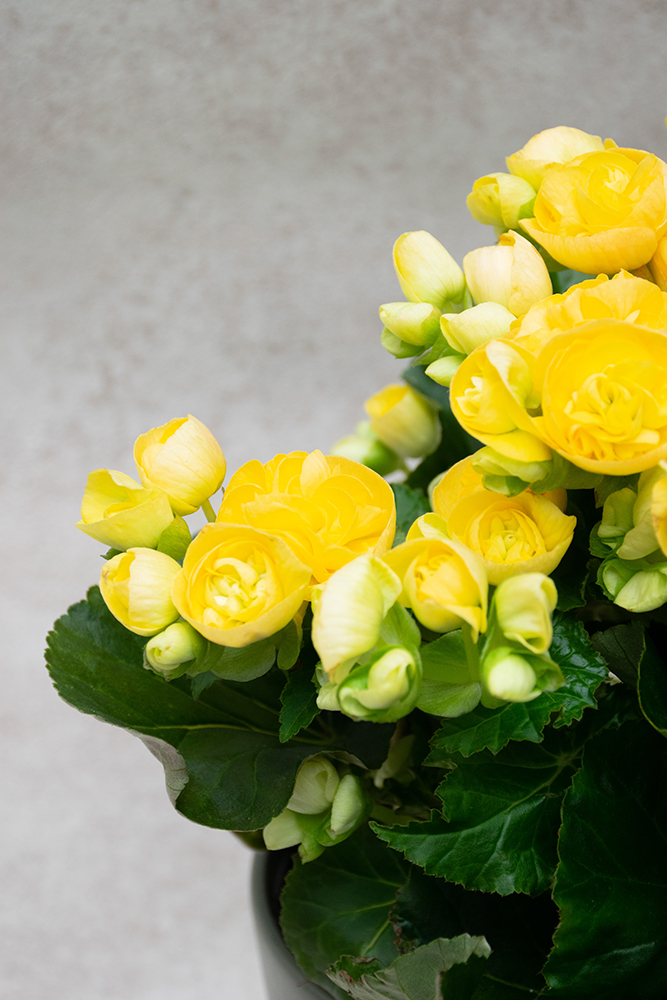 Begonia elatior amarilla 'Mystiq Yellow'