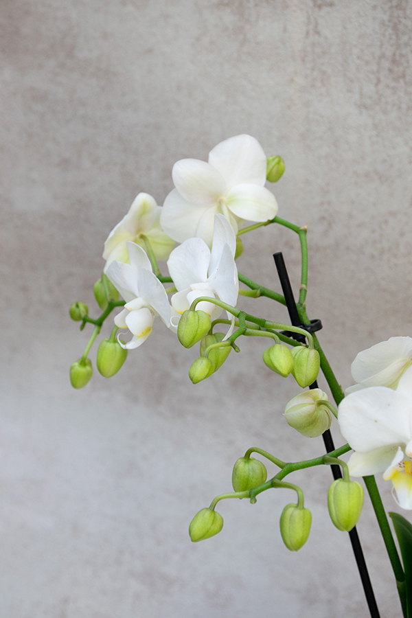 Composición de plantas con orquídea