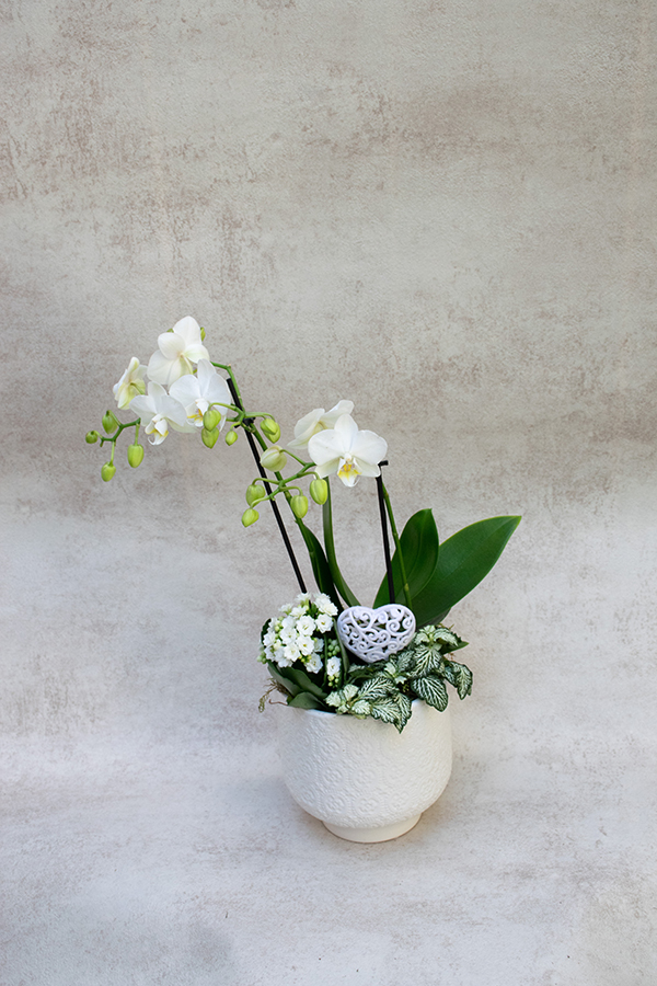 Composición de plantas con orquídea