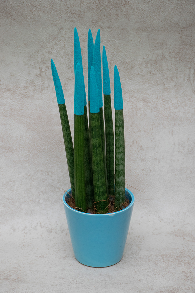 Sansevieria cylindrica Straight Azul