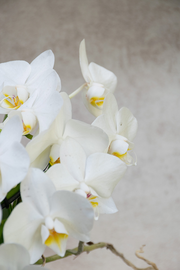 Orquídea Phalaenopsis de flor mini
