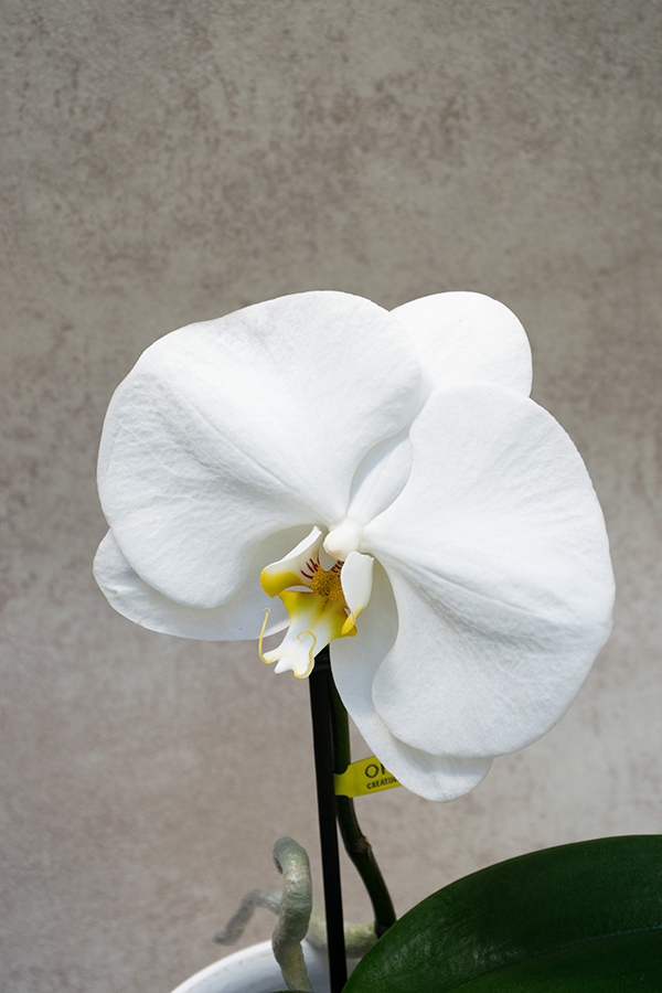 Orquídea Premium Phalaenopsis 'Singolo'  Blanca