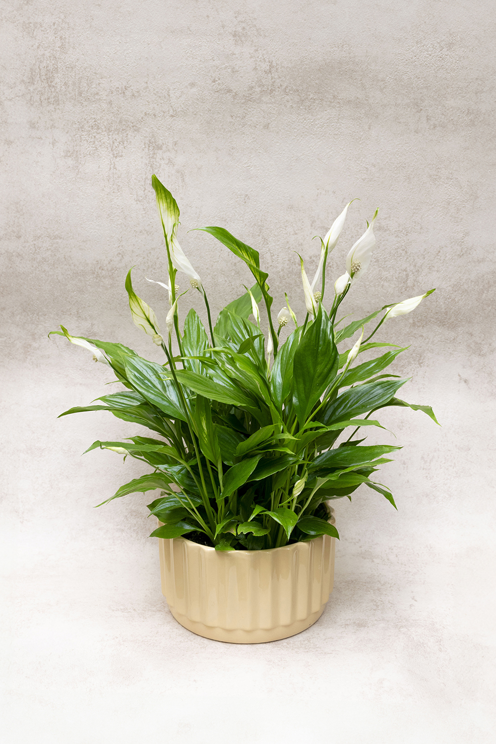 Spathiphyllum