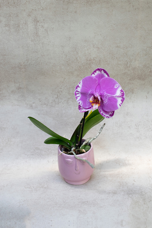 Orquídea Premium Phalaenopsis 'Singolo' morada