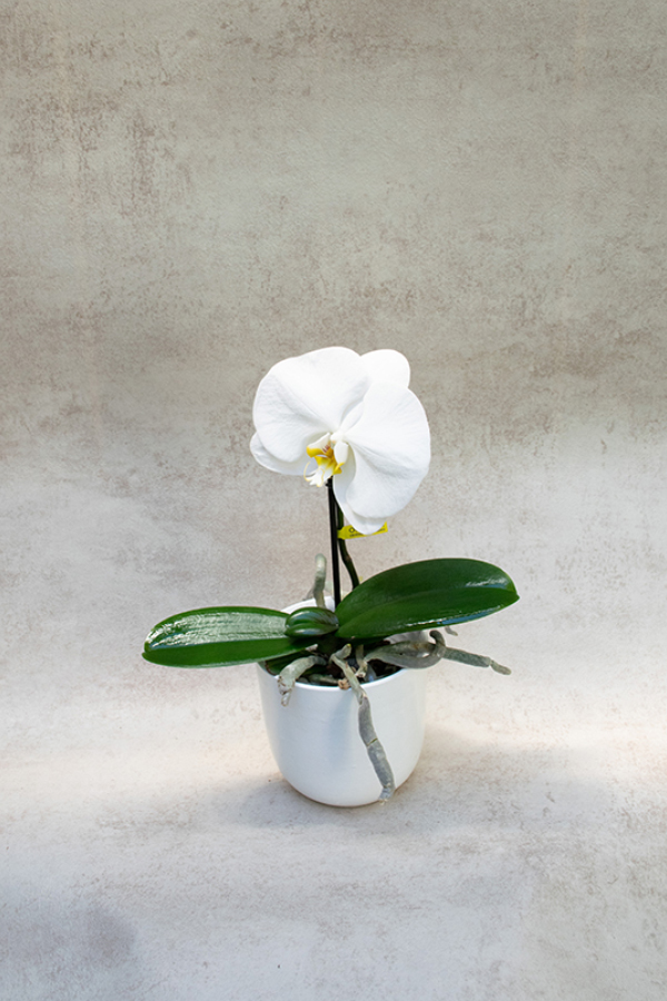 Orquídea Premium Phalaenopsis 'Singolo'  Blanca